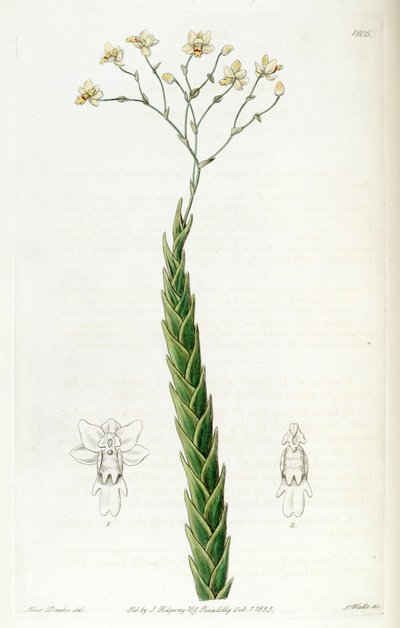 Lockhartia acuta by Miss Drake